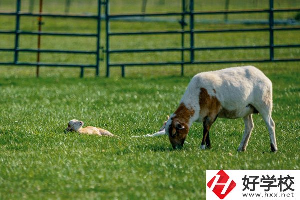 張家界旅游學校的優(yōu)勢在哪里？